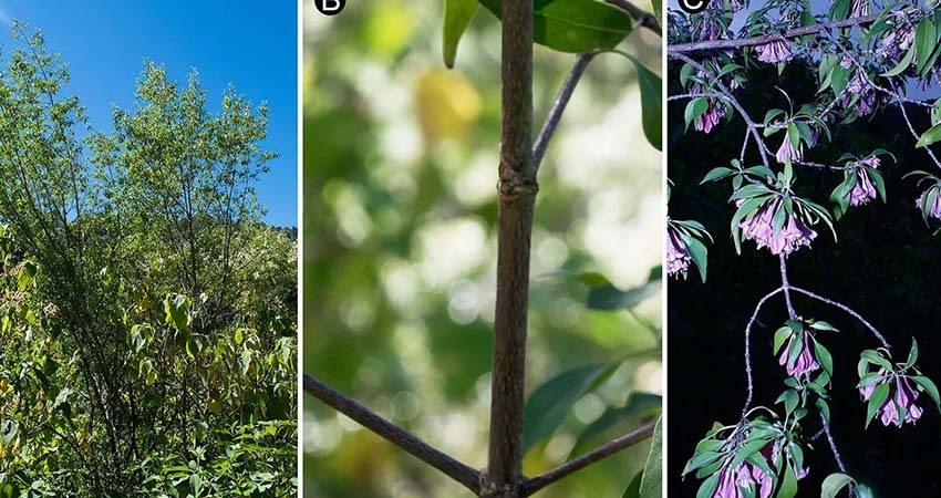 Académico de la UNAM halla nueva especie de árbol mexicano