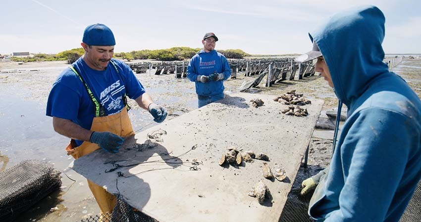 Dispone SEPADA superar las 5 mil toneladas de Ostión Japonés en BCS
