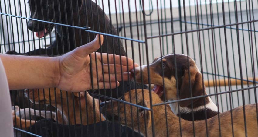 CEMAC La Paz realizará otra jornada de adopción canina
