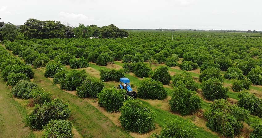 Plan 100 Días Tierra Caliente recupera la producción de limón