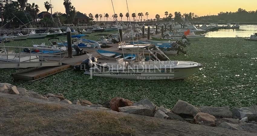Apertura de la bocana del Estero envió lirio acuático a la Marina de SJC