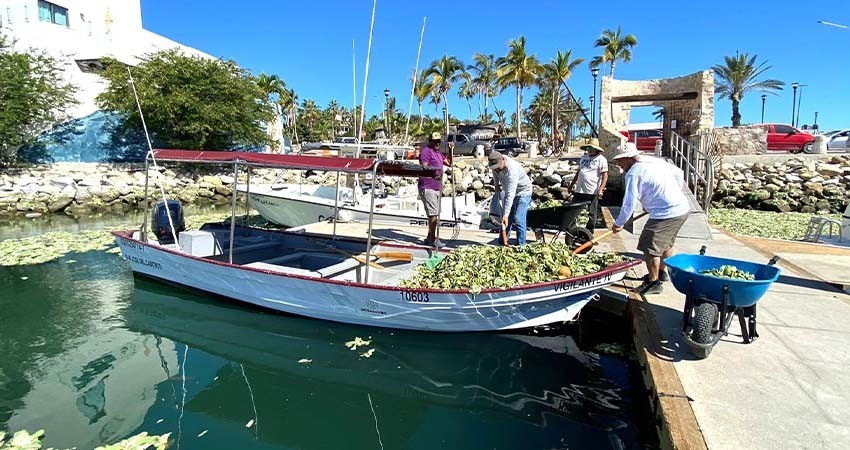 Colabora FONMAR en trabajos para el retiro de lirio acuático en San José del Cabo