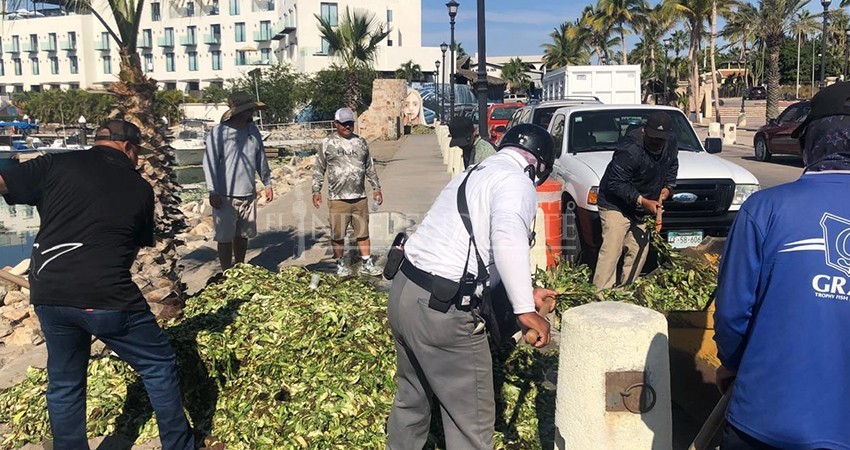 A contra reloj se limpia el lirio acuático en la zona de Playa; se han retirado 42 metros cúbicos