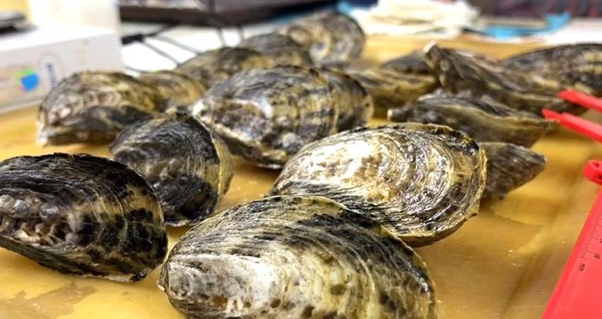 Lidera BCS en producción pesquera y acuacultura de ostión japonés