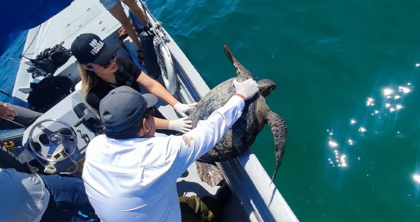 Vinculan a proceso a dos personas en BCS por capturar a una especie protegida