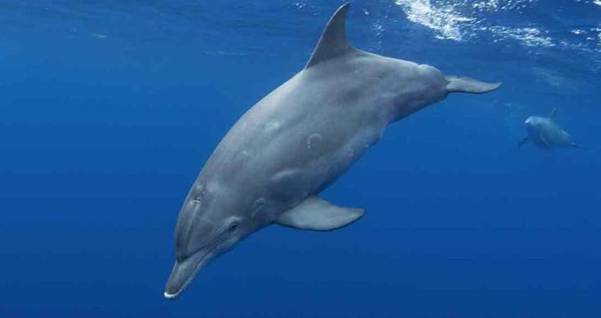 Delfines del Golfo de México dan positivo a fentanilo