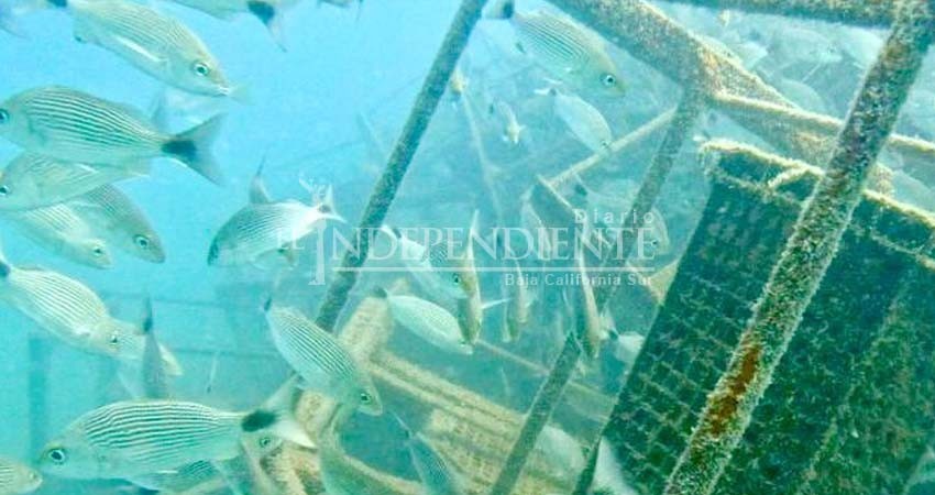 Arrecife Shell Nurse en La Paz, un modelo japonés para restaurar el Golfo de California