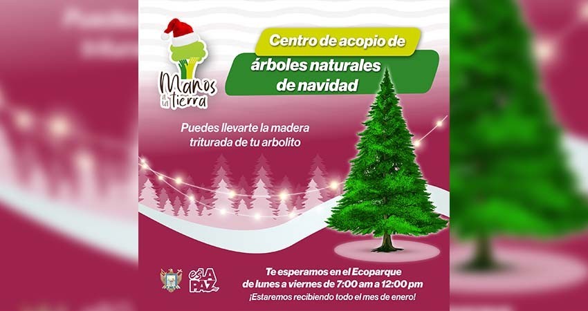 Inicia la recepción de árboles de navidad naturales en el Eco Parque de la Juventud