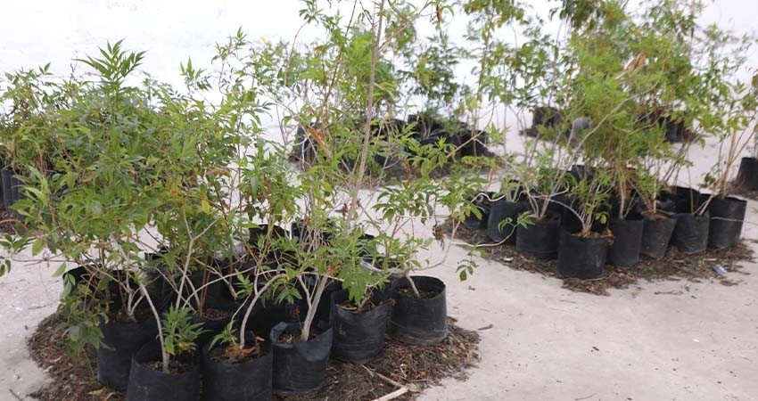 Vivero de La Paz recibirá 25 mil plantas para expandir las áreas verdes del municipio