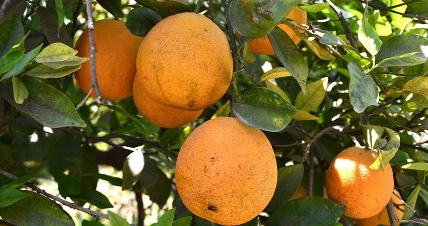 Gobierno de BCS trabaja en plan estratégico de sanidad vegetal