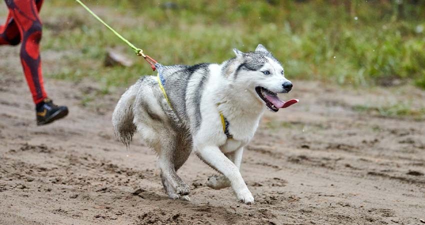 Será UABCS sede del paseo y carrera canina “Canicross Etocane K-9, BCS”