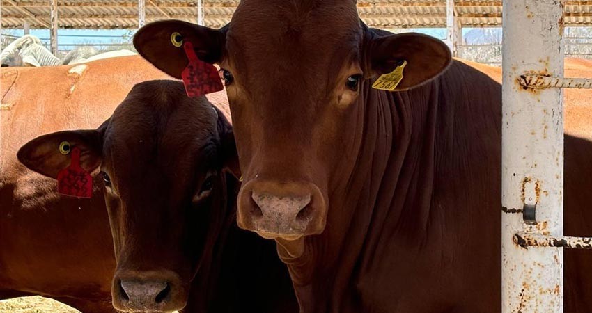 Brinda SEPADA respaldo a productores ganaderos tras la sequía recurrente en BCS