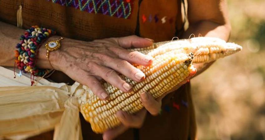 Envían a Congreso iniciativa para prohibir siembra de maíz transgénico