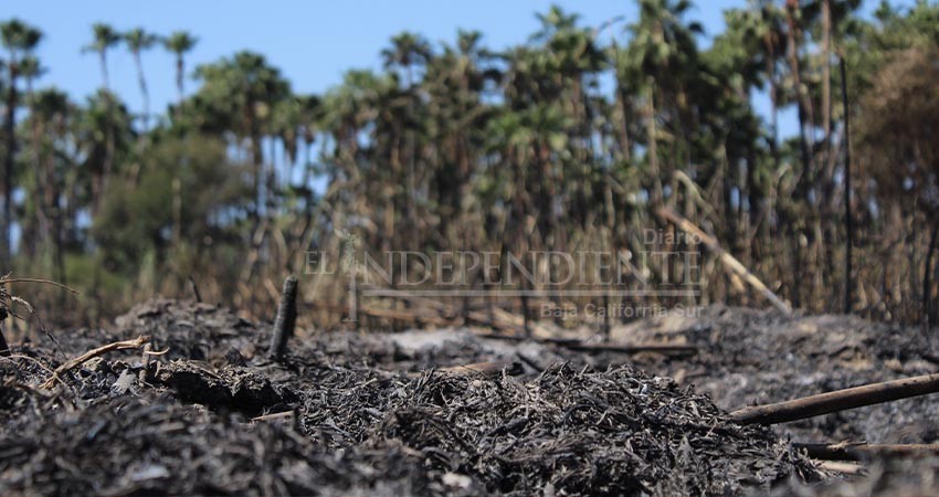 "Estrategias para cuidar al Estero son obsoletas": Agúndez Gómez