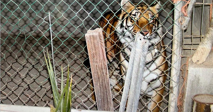 Un tigre, armas de fuego y drogas fueron aseguradas en San Pedro