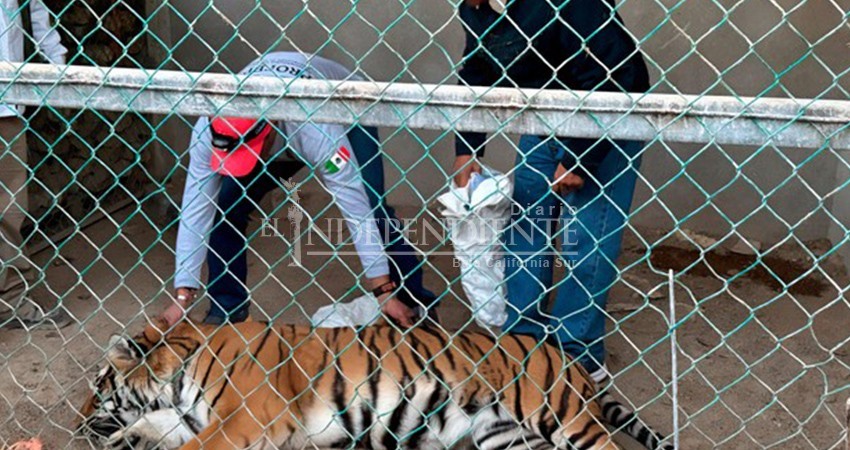 Rescata PROFEPA a tigre de bengala; se encontraba en un domicilio de Los Cabos