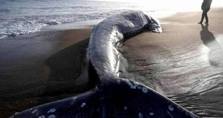 2025 podría ser el año con menos nacimientos de ballenas grises