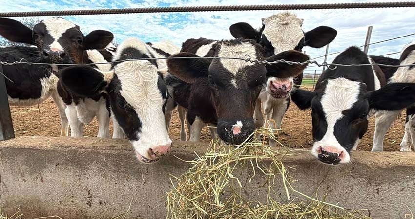 BCS recibe recategorización en campaña de Tuberculosis Bovina