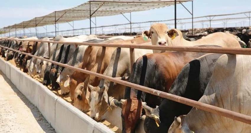 EU no restringirá importaciones de ganado mexicano tras nuevo caso de gusano barrenador