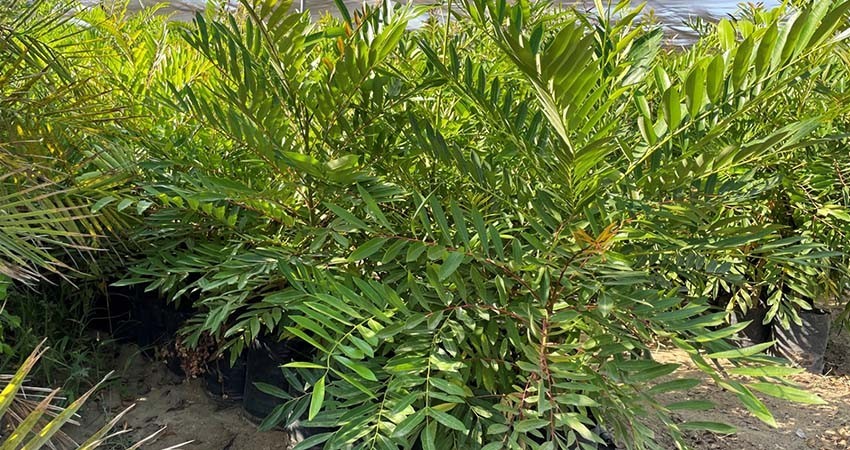 SEPADA distribuyó más de 12 mil 841 plantas durante 2024