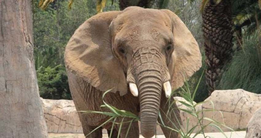 SCJN resuelve garantizar protección animal en zoológicos