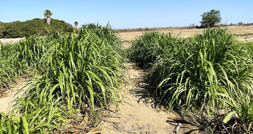 SEPADA: Se trabaja en el programa permanente de atención a la sequía en BCS
