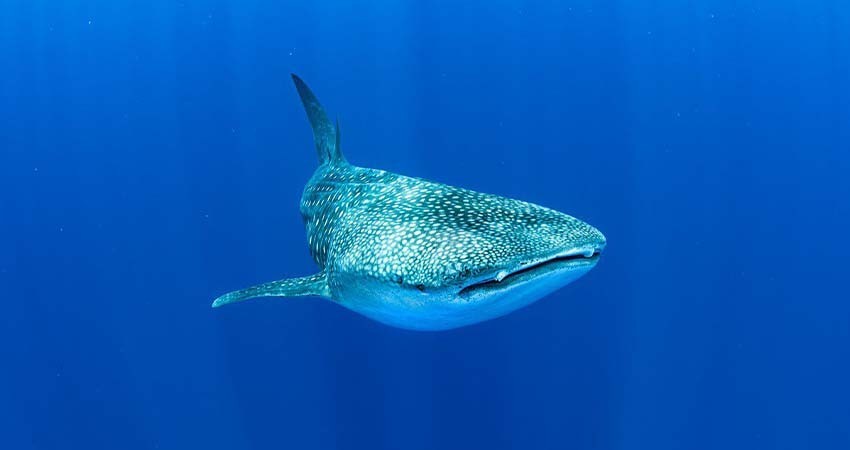 Continúan suspendidas las actividades recreativas con el tiburón ballena en la bahía de La Paz