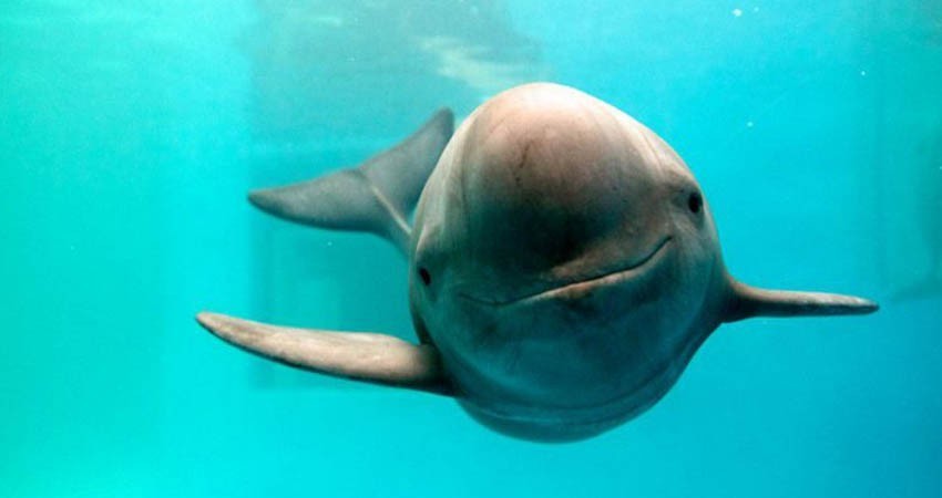 Monitoreo satelital de embarcaciones y ajustes en polígonos de pesca para proteger a vaquita marina