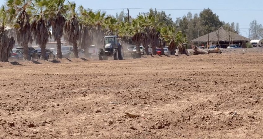 En marcha la primera siembra de forraje en Comondú: Castro Cosío
