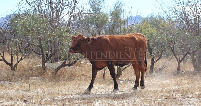Sequía en Los Cabos: buscan soluciones urgentes