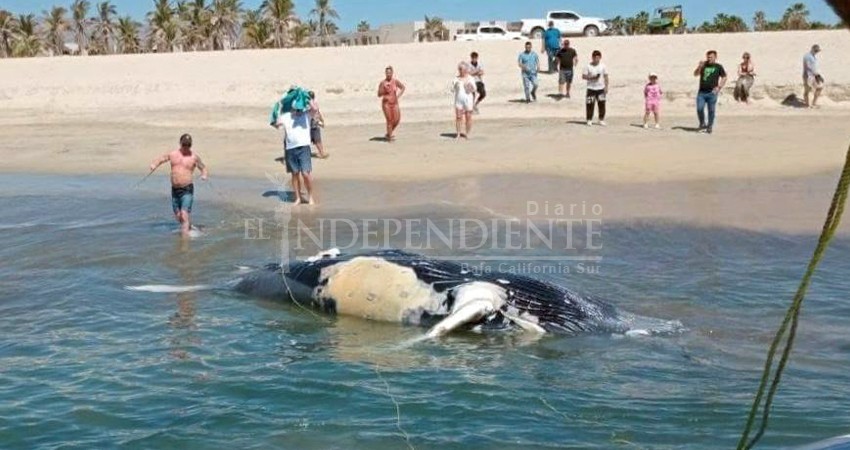 Investigan autoridades ambientales el hallazgo de un ballenato muerto en SJC