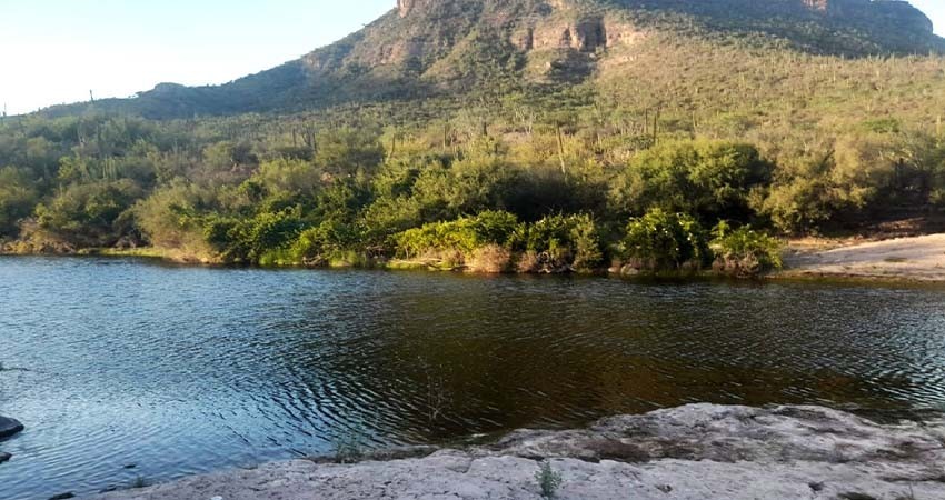 Cuenta Baja California Sur con 36 mil hectáreas de cultivos agrícolas