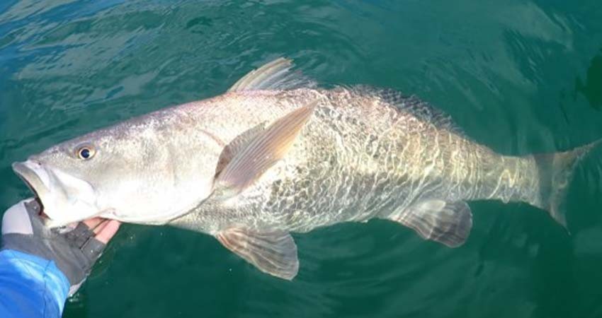 Alistan reforma para exportar pez totoaba; surge controversia