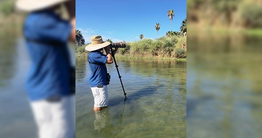 UABCS contribuye al reconocimiento de Los Cabos como “Bird City”