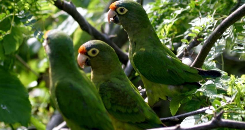 Advierten sobre temporada de venta ilegal de loros en redes sociales