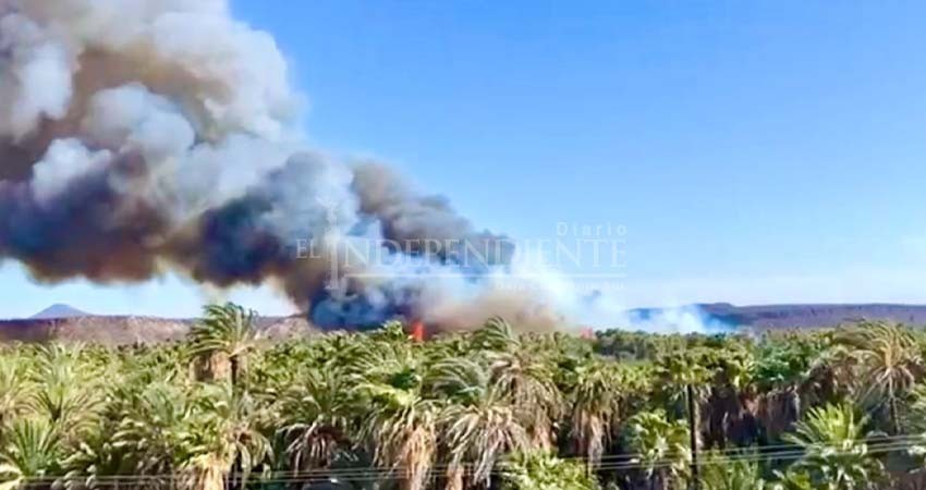 Incendio consume palmares en San Ignacio; autoridades despliegan operativo