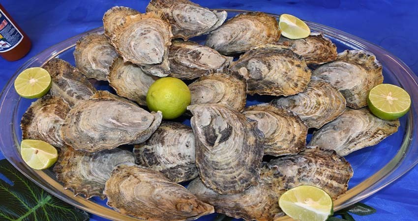 Realizarán el 4.º festival gastronómico del ostión en Santo Domingo, en Comondú