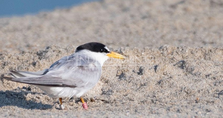 Inicia la temporada de Gallito Marino en Los Cabos; piden precaución en zonas de anidación