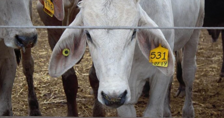 México dice a EE.UU. que no se “subordina” tras alerta por el gusano barrenador en el ganado