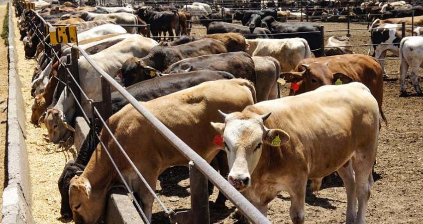 Por gusano barrenador, Estados Unidos cierra su frontera al ganado mexicano