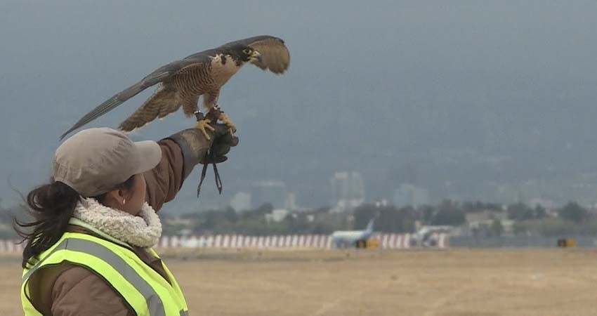 Aeropuerto Internacional de Los Cabos trabaja en detección de fauna que podría poner en peligro a las aeronaves
