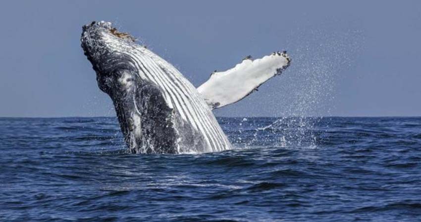 Demandan a Trump por poner en riesgo a ballenas del Golfo de México