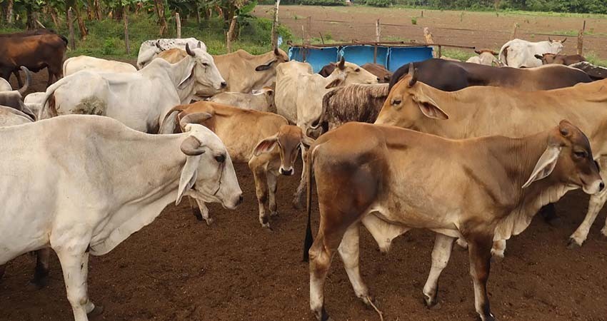 Ganaderos mexicanos critican falta de controles en la frontera sur ante el gusano barrenador