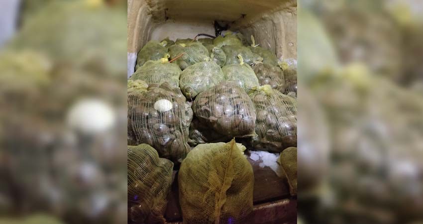 Vinculan a proceso contra cuatro personas en BCS por violar la veda de la almeja catarina