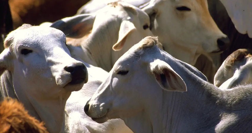 EU anuncia inversión de 21 mdd en Chiapas contra el gusano barrenador