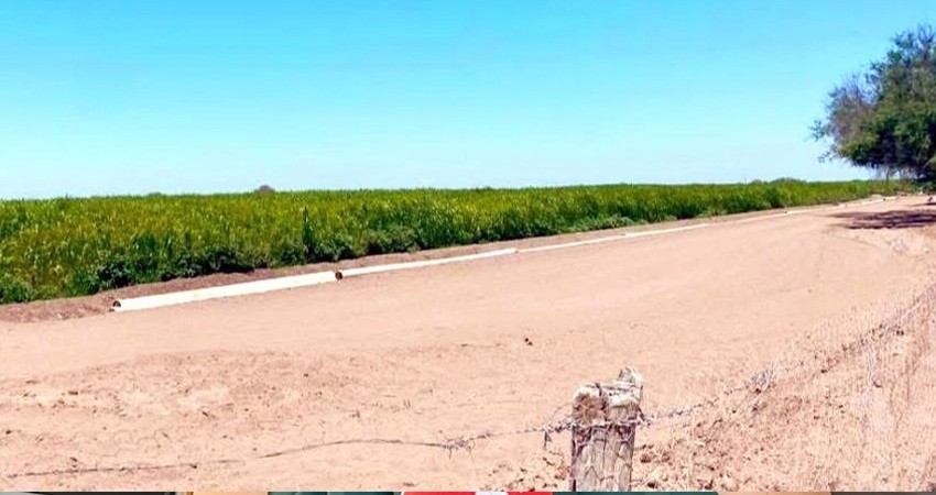 Producen en Comondú las primeras 250 toneladas de sorgo forrajero en apoyo a ganaderos