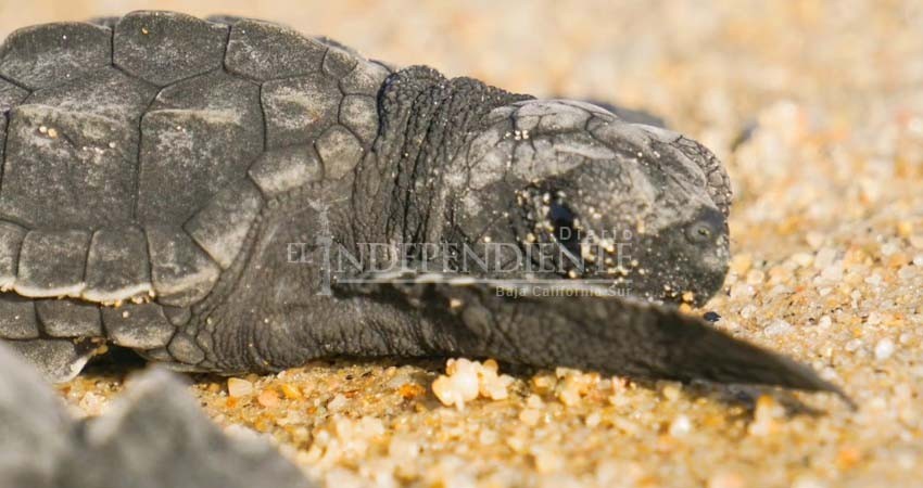 Cumple ASUPMATOMA 30 años de proteger tortugas; más de 25 mil nidos han sido protegidos