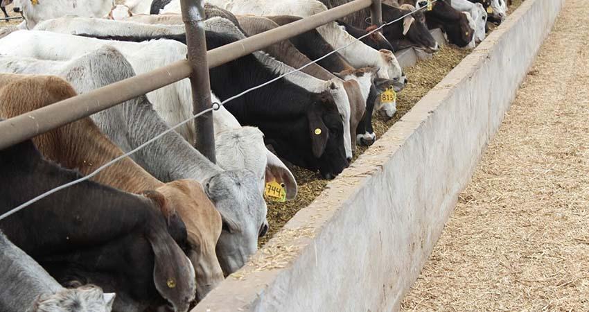 México y EU inician verificación de acciones contra el gusano barrenador