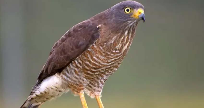 México con 390 nuevos brotes de gusano barrenador; el parásito ya llegó a fauna silvestre