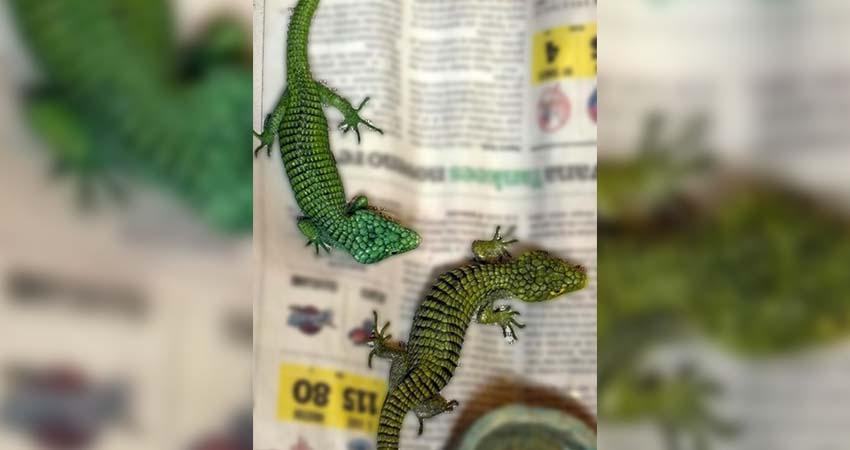 Vinculan a proceso a una persona por delitos contra la biodiversidad